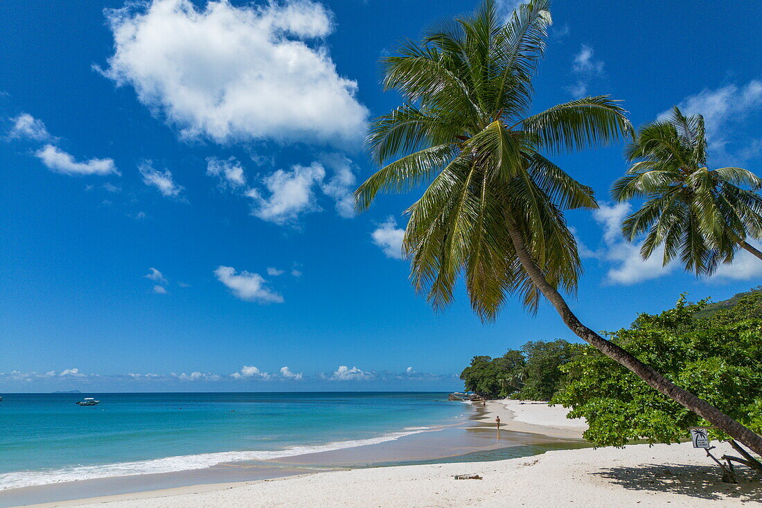  Aerial view of coconut trees and the beach Beau Vallon Beach, Beau Vallon, Mahé Island, Seychelles, Indian Ocean 