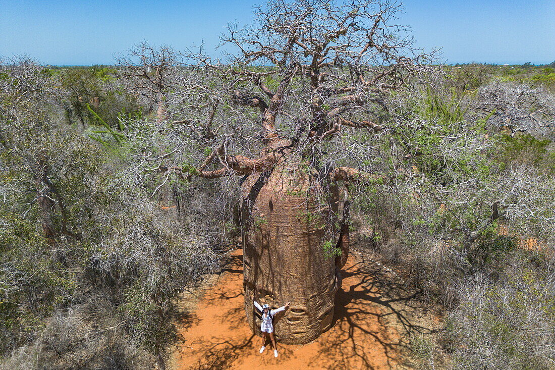 Luftaufnahme einer Frau vor einem Affenbrotbaum Fony Baobab (Adansonia rubrostipa) im Naturschutzgebiet Reniala, Toliara II, Atsimo-Andrefana, Madagaskar, Indischer Ozean