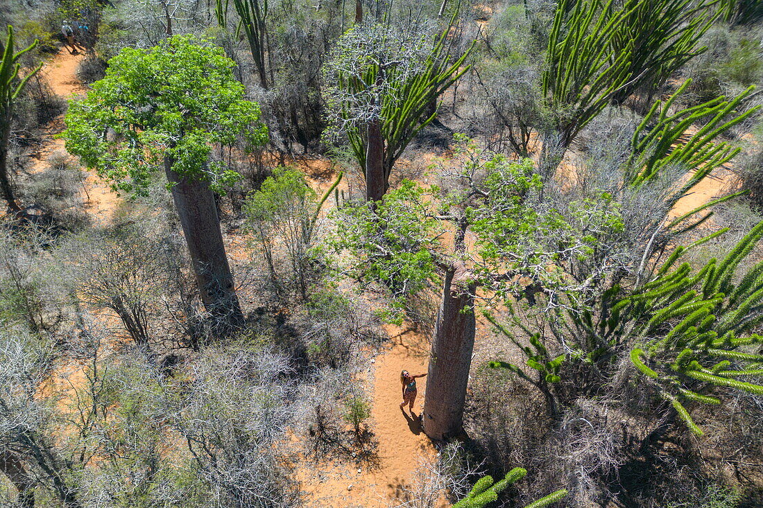  Aerial view of a woman standing next to a baobab tree in the spiny forest in Reniala Nature Reserve, Toliary II, Atsimo-Andrefana, Madagascar, Indian Ocean 