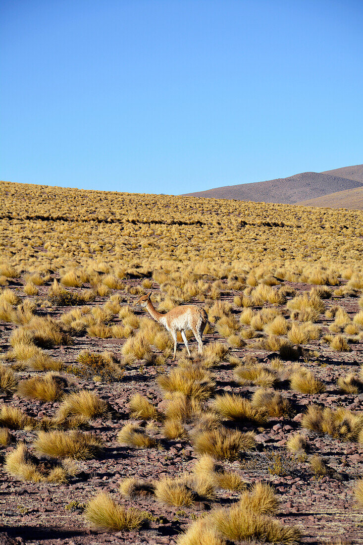  Chile; northern Chile; Antofagasta Region; Atacama Desert; Vicuna roams the desert 