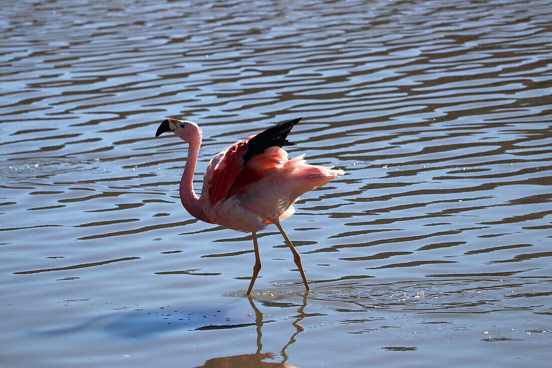  Chile; Northern Chile; Antofagasta Region; Atacama Desert; Andean flamingo in the Laguna Flamingos 