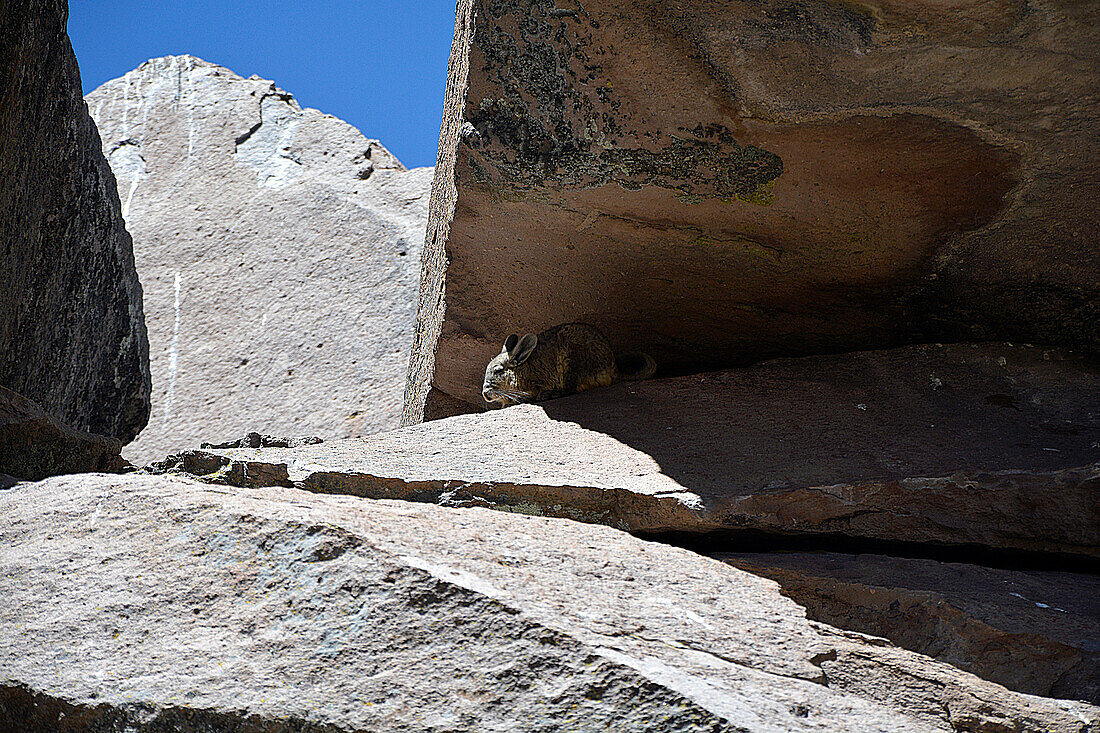  Chile; Northern Chile; Arica y Parinacota Region; Lauca National Park; Viscacha between rocks 