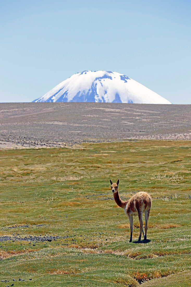 Chile; Nordchile; Region Arica y Parinacota; an der Grenze zu Bolivien; Lauca Nationalpark; Vikunja auf einer Bofedal Wiese; im Hintergrund auf bolivianischer Seite die Spitze von Vulkan Sajama