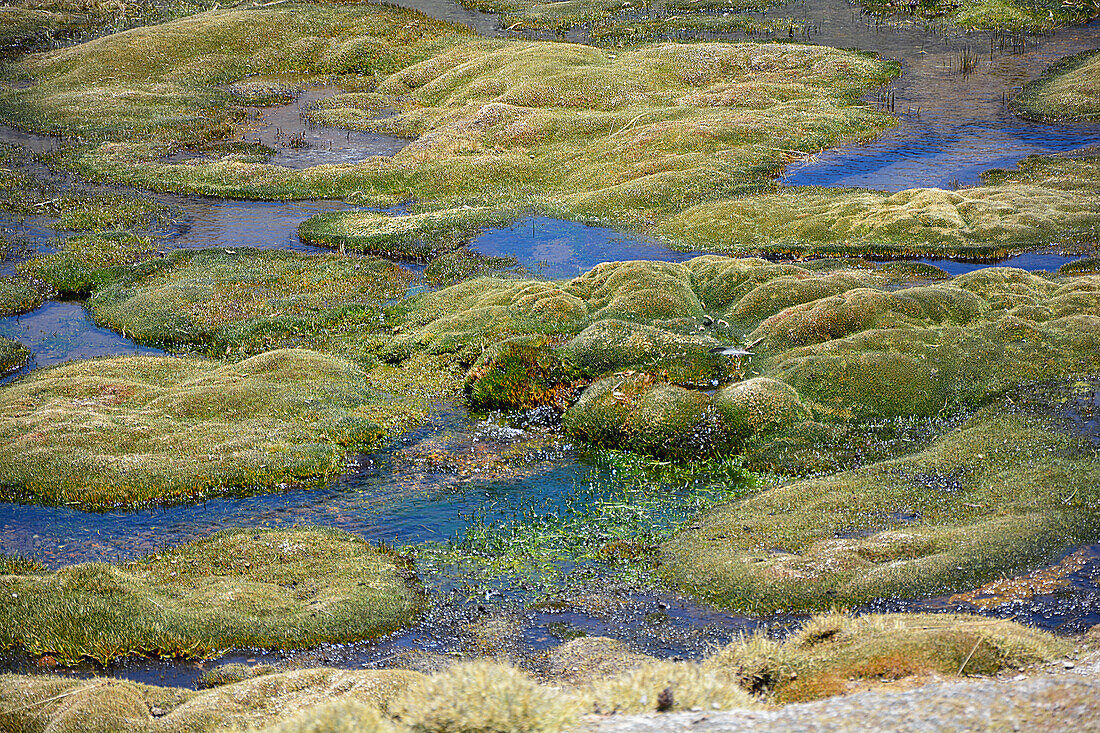 Chile; Nordchile; Region Arica y Parinacota; Lauca Nationalpark; von Bachläufen durchzogene Auenlandschaft mit Bofedal Wiesen
