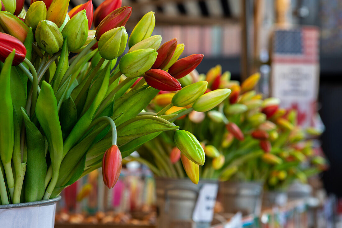 Tulpen auf dem Blumenmarkt an der Singelgracht, Amsterdam, Niederlande