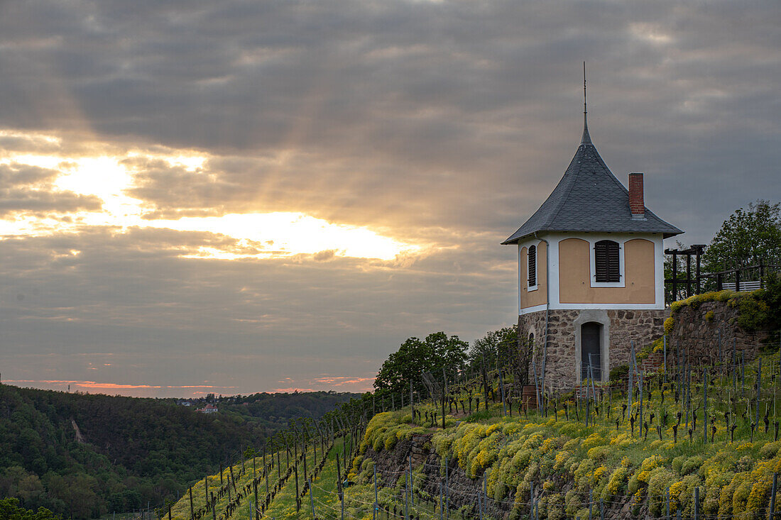  Evening in the vineyards in the Spaargebirge, Elbe Valley, Meißen, Saxony, Germany, Europe 