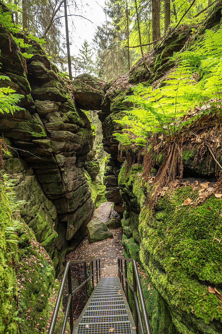  On the way in Teufelsgrund near Wehlen, Uttewalde, Pirna, Saxon Switzerland, Saxony, Germany, Europe 