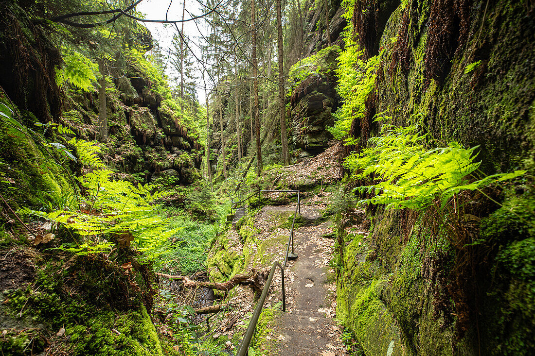 Unterwegs im Teufelsgrund bei Wehlen, Uttewalde, Pirna, Sächsische Schweiz, Sachsen, Deutschland, Europa