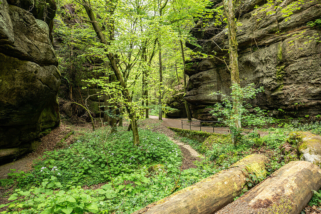  On the way in Teufelsgrund near Wehlen, Uttewalde, Pirna, Saxon Switzerland, Saxony, Germany, Europe 