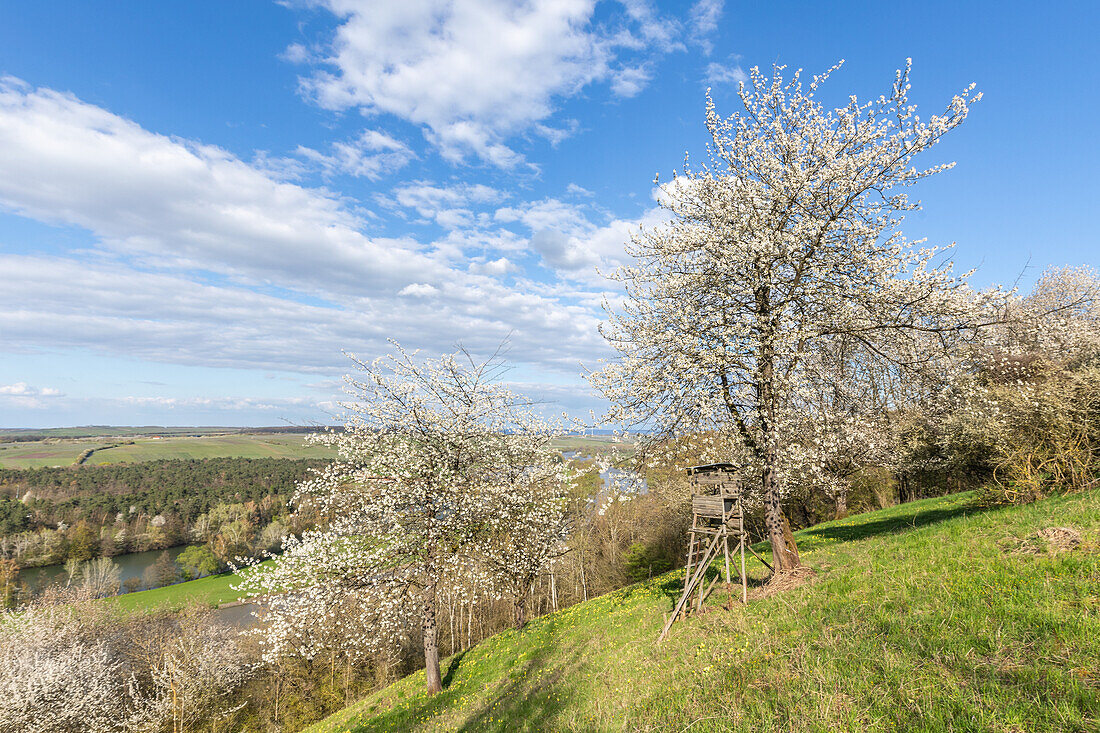  Spring on the Mainschleife, Fahr am Main, Volkach, Kitzingen, Lower Franconia, Franconia, Bavaria, Germany, Europe 