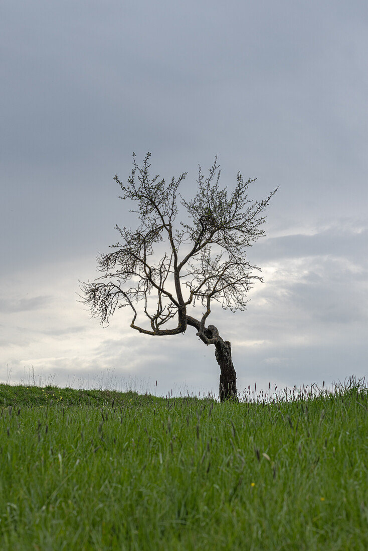 Düstere Wolken um Hüttenheim, Willanzheim, Kitzingen, Unterfranken, Franken, Bayern, Deutschland, Europa