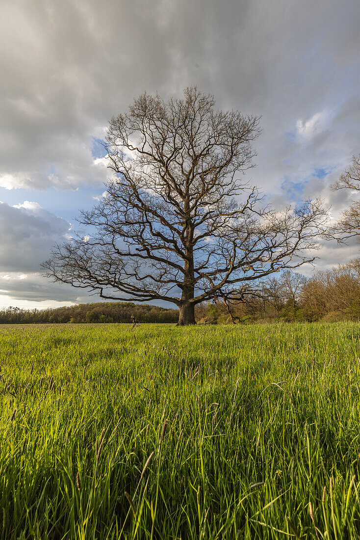  Hutewald in the evening light, Dornheim, Iphofen, Kitzingen, Lower Franconia, Franconia, Bavaria, Germany, Europe 