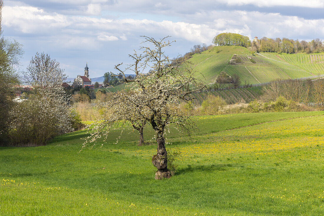 Frühling auf der Streuobstwiese, Castell, Kitzingen, Unterfranken, Franken, Bayern, Deutschland, Europa