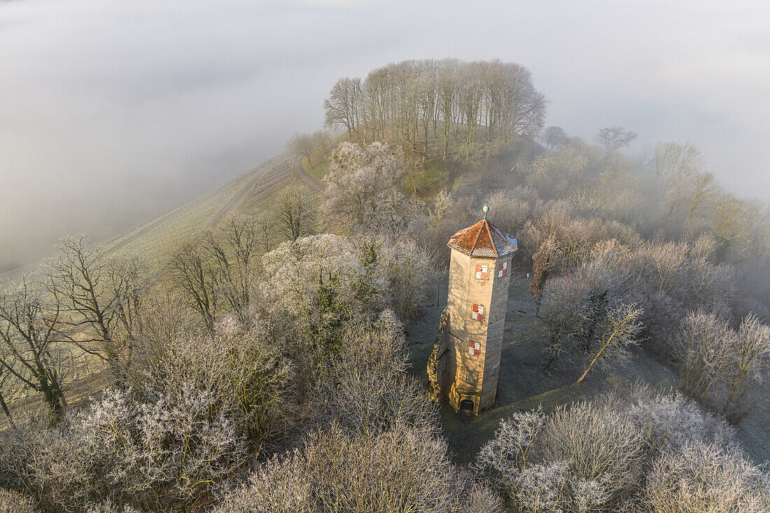 Morgens am Schlossberg, Castell, Kitzingen, Unterfranken, Franken, Bayern, Deutschland, Europa