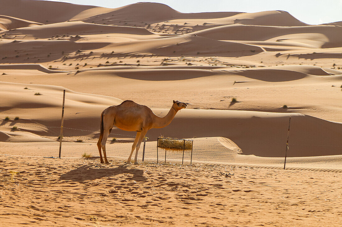  A lone camel in the Wahiba Sands desert in front of a trough with straw for food, Oman 
