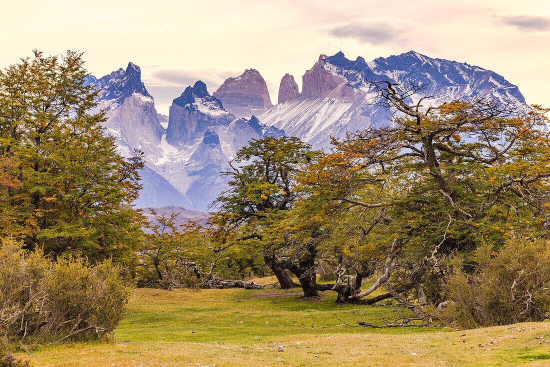 Malerische Szene mit herbstlichen Bäumen vor den Hörnern am Torres del Paine Massiv, Chile, Patagonien