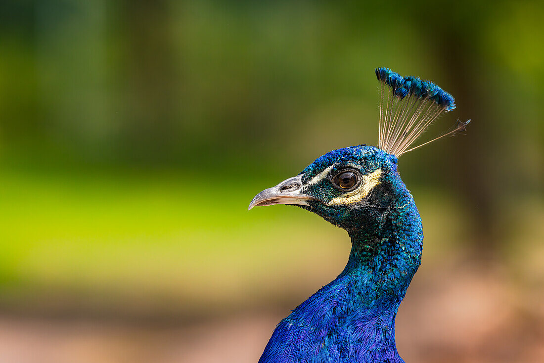  Blue peacock with a striking blue shimmering neck and head with a crown of feathers isolated in nature, Germany 