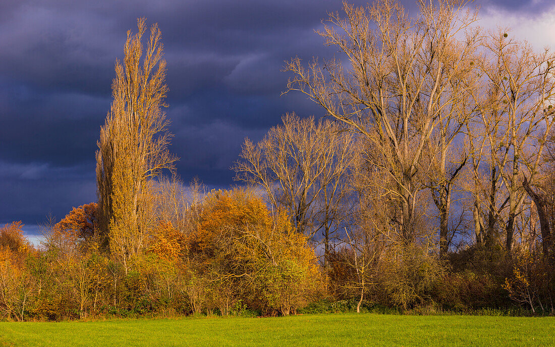  Colorful light mood in sunshine with autumn colors and dramatic dark clouds, Gernsheim, Germany 