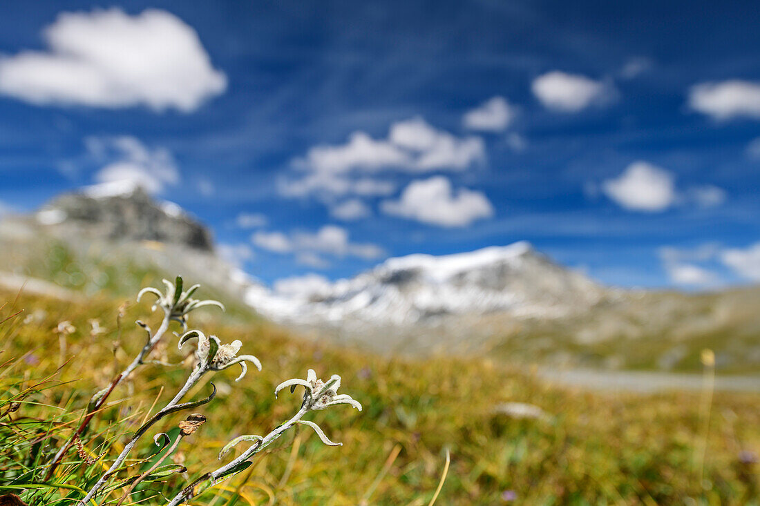  Edelweiss on the Upper Segnesboden, Tectonic Arena Sardona, Glarus Thrust, UNESCO World Natural Heritage Glarus Alps, Glarus Alps, Graubünden, Switzerland  