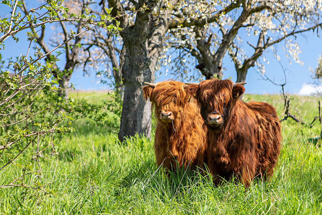  Scottish highland cattle, South Harz, Thuringia, Germany 