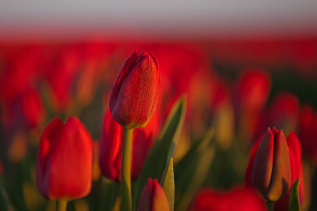  Tulip field, Magdeburg, Saxony-Anhalt, Germany 