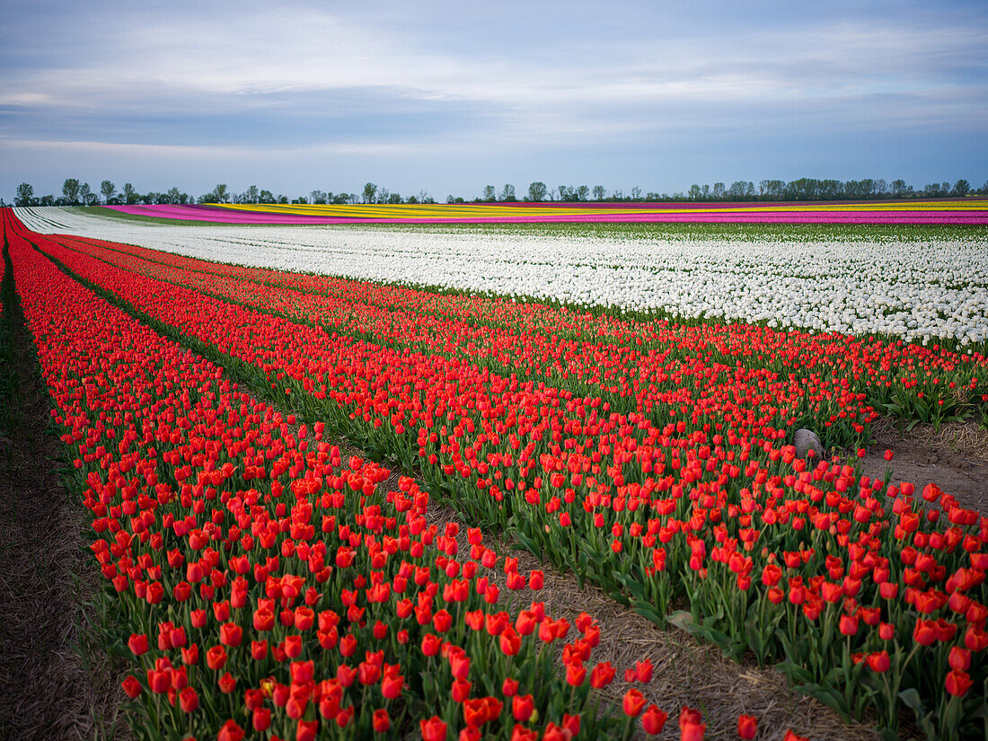 Tulpenfeld im Frühling, Schwaneberg, Magdeburg, Sachsen-Anhalt, Deutschland, Europa