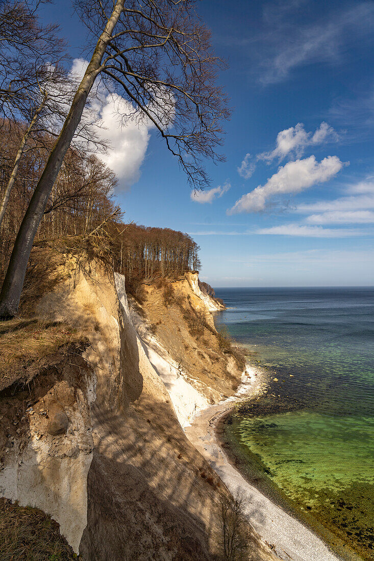  The famous chalk cliffs on the Baltic Sea coast in the Jasmund National Park, Ruegen Island, Mecklenburg-Western Pomerania, Germany   