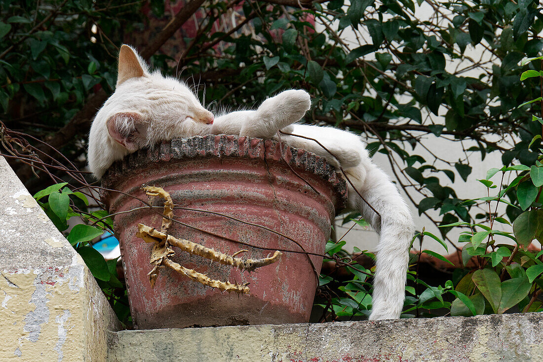  A perfect sleeping place for cats, Funchal, Madeira, Portugal. 