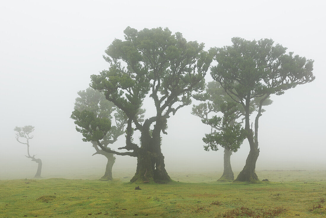 Stink laurel trees in Fanal, Madeira, Portugal.
