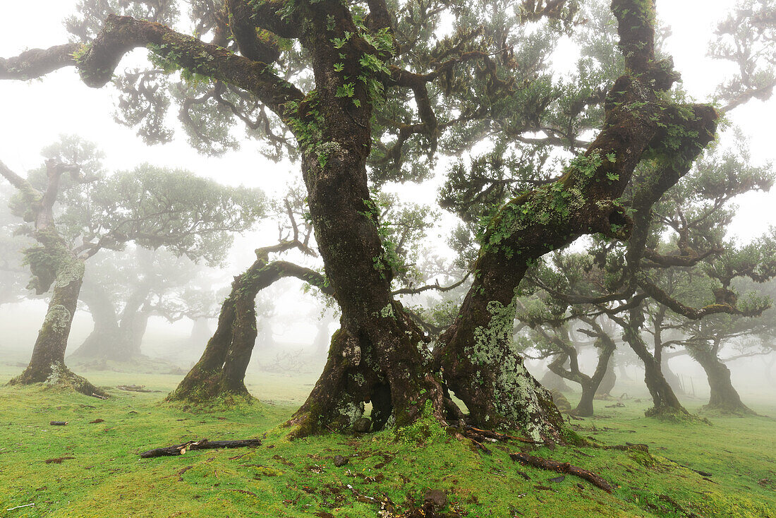 Stinklorbeer, Lorbeerwald, Bäume in Fanal, Madeira, Portugal