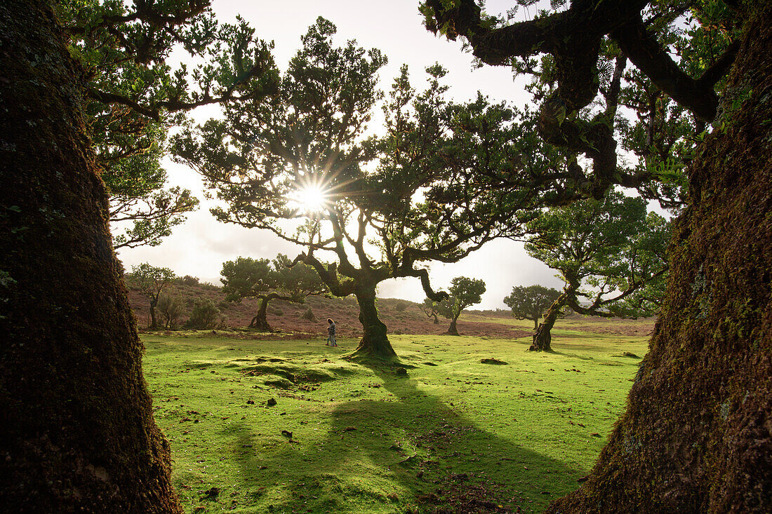 Stink laurel trees in Fanal, Madeira, Portugal.