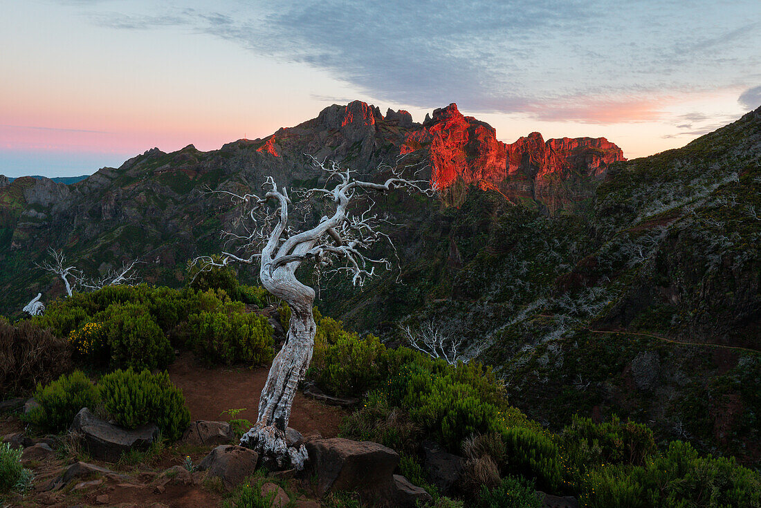 Geisterwald am Pico Ruivo, Madeira, Portugal.