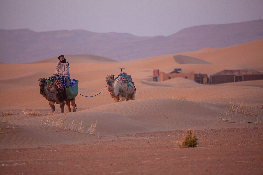  Africa, Morocco, Zagora, Sahara, Erg Lehoudi, Berbers and dromedaries 