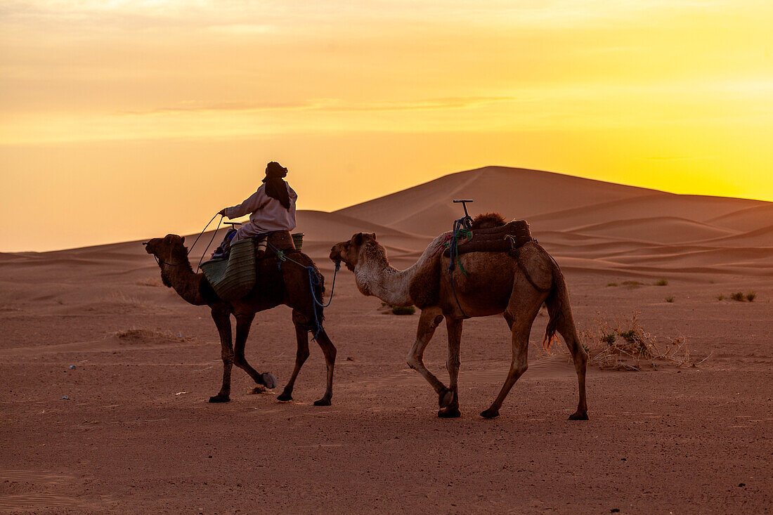  Africa, Morocco, Zagora, Sahara, Erg Lehoudi, Berbers and dromedaries at sunset 