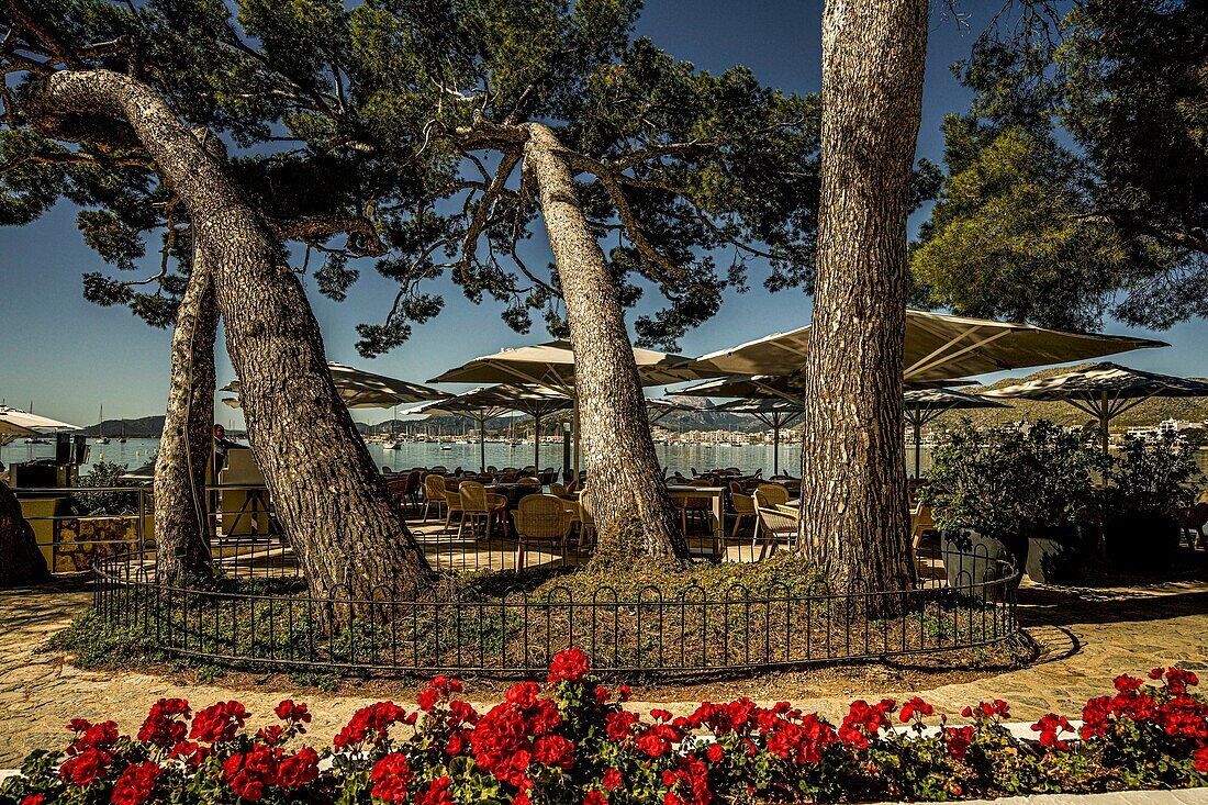  Gastronomy at Pine Walk, in the background Port de Pollenca, Mallorca, Spain 