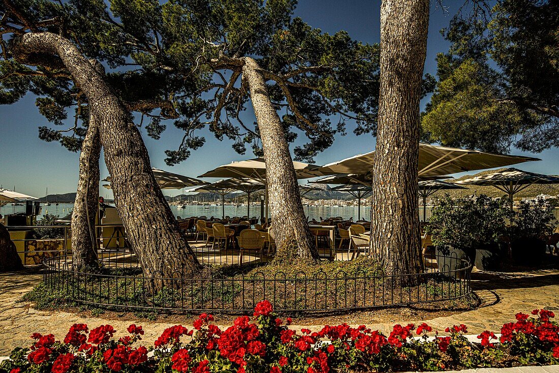 Gastronomie am Pine Walk, im Hintergrund Port de Pollenca, Mallorca, Spanien