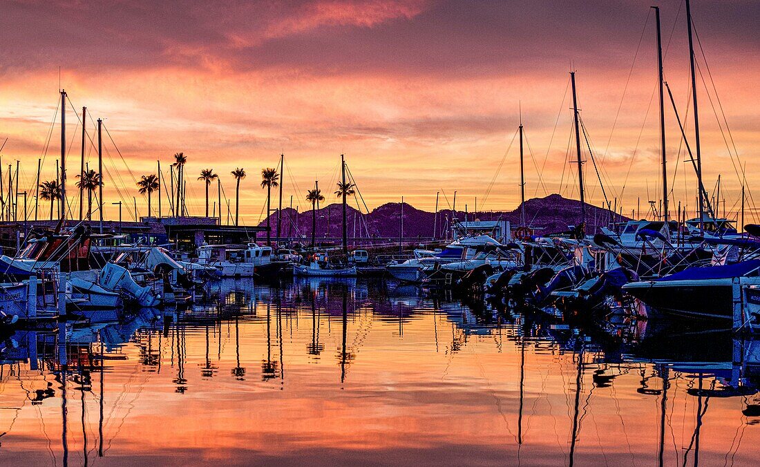  Harbor of Port de Pollenca at sunrise and dawn, Mallorca, Spain 