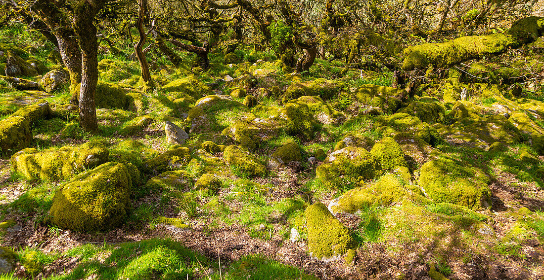Bäume im Hochland Eichenwald Moos bedeckt Granitfelsen, Wistmans Wood, Dartmoor, Süd-Devon, England, Großbritannien