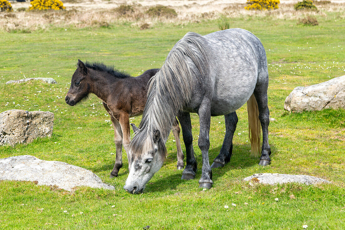 Stute und Fohlen Dartmoor-Ponys, Dartmoor Nationalpark, in der Nähe von Combestone Tor, Devon, England, Großbritannien