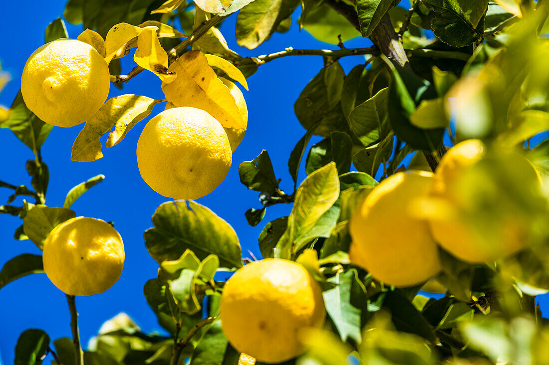  Lemon tree, Vasa, Limassol District, Republic of Cyprus 