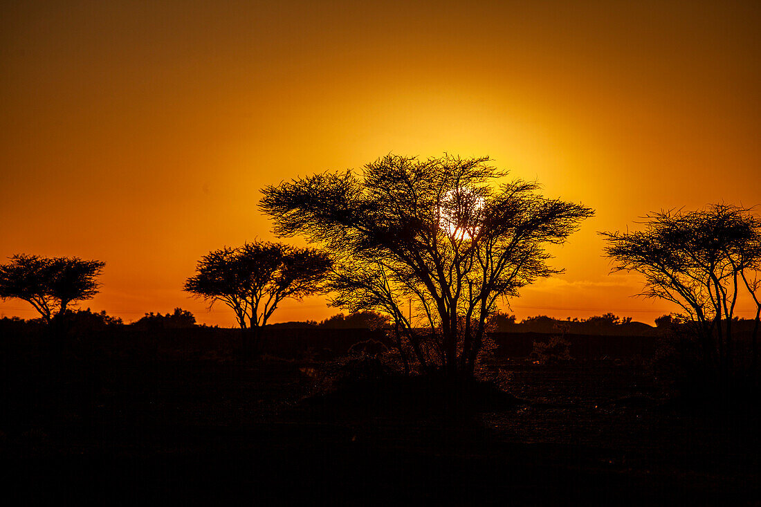 Nordafrika, Marokko, Provinz Zagora, Mhamid, Sonnenuntergang, Büsche