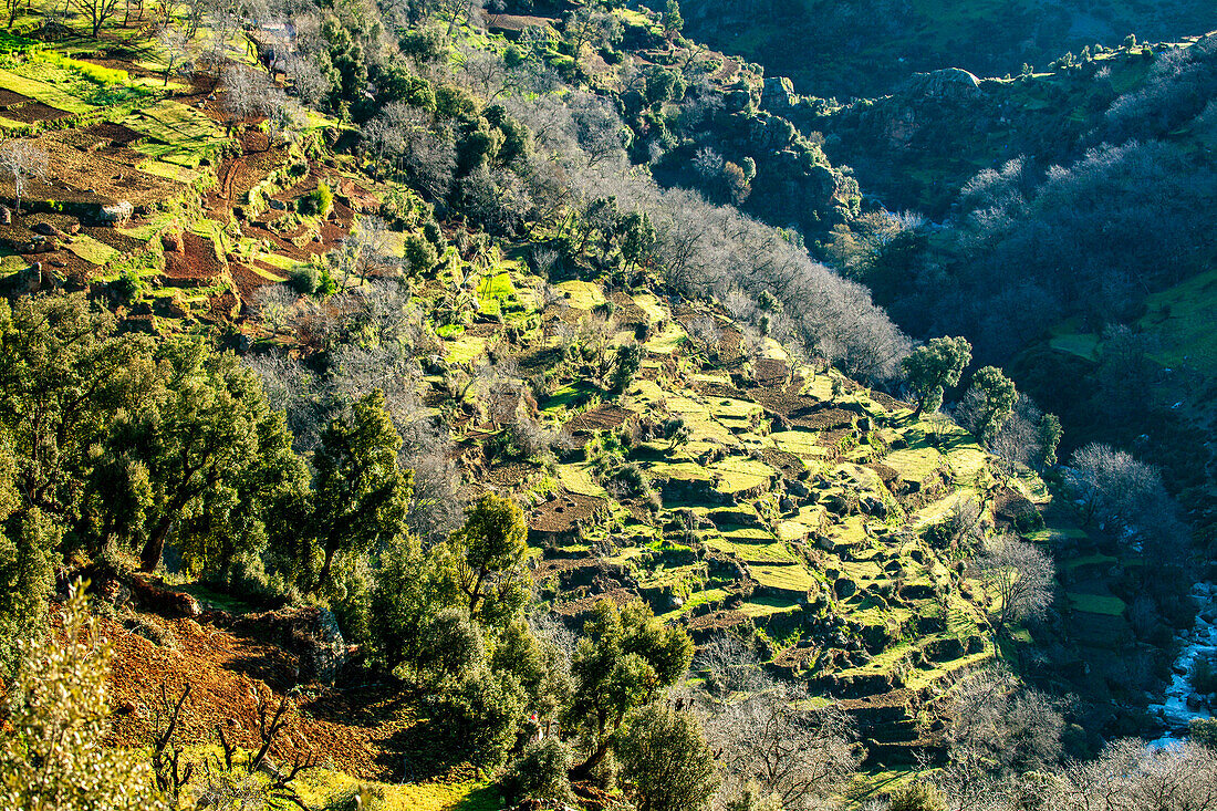  North Africa, Morocco, north, hilly landscape, agriculture, terraces 