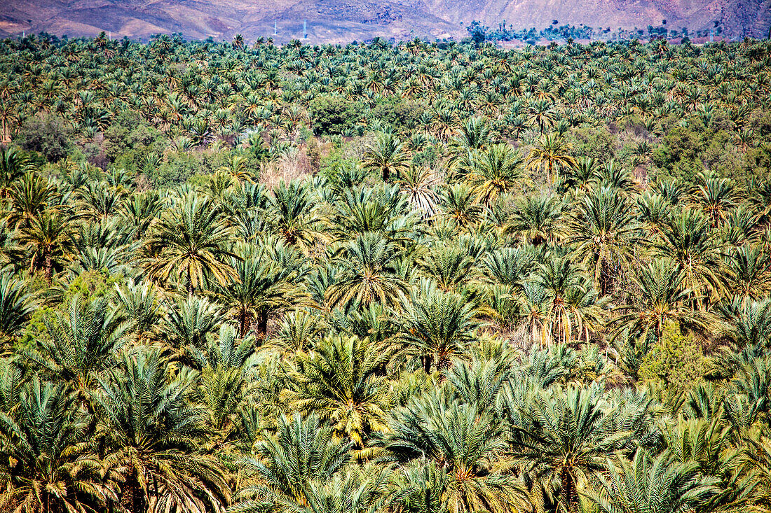 Nordafrika, Marokko, Draa Tal, Dattelpalmen Plantage