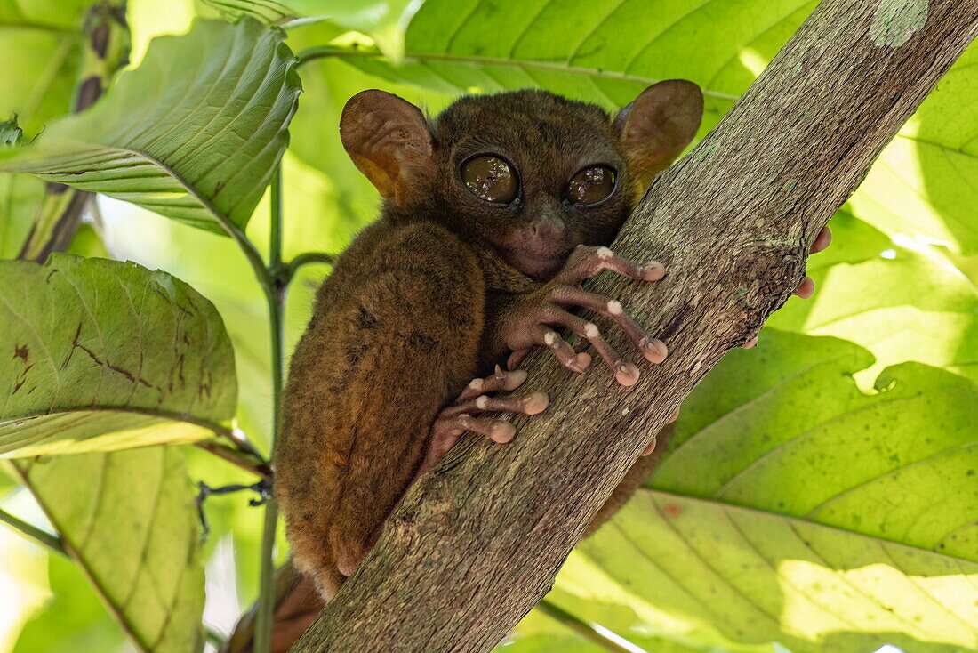  Philippine tarsier (Carlito syrichta) relaxing on a tree at the Bohol Enchanted Zoological and Botanical Garden, near Batuan, Bohol, Philippines 