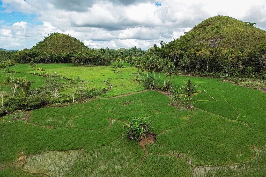  Aerial photographs of coconut trees in rice fields, near Carmen, Bohol, Philippines 