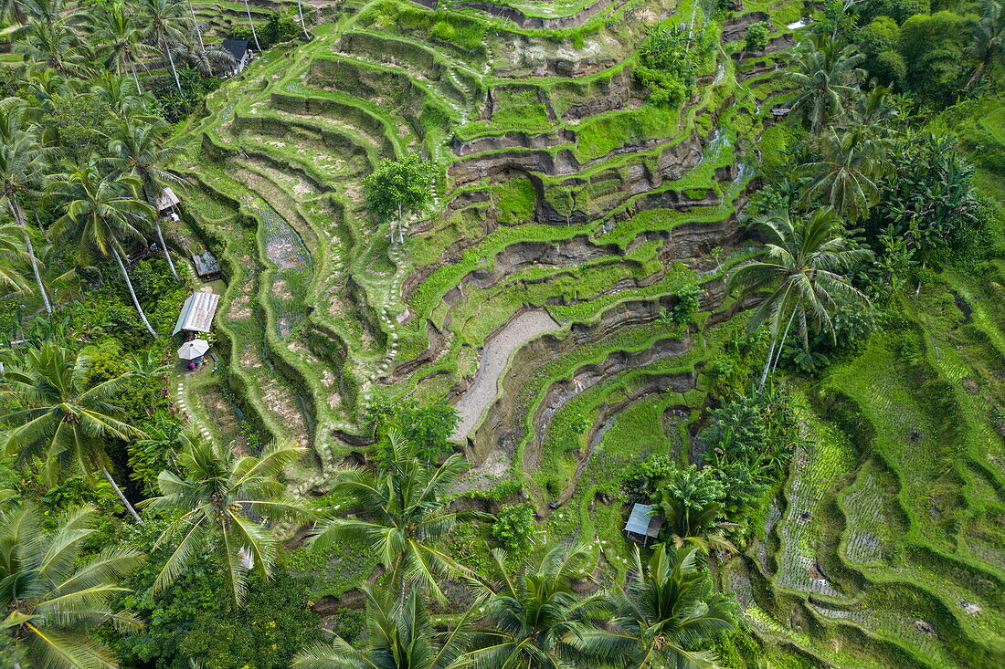 Luftaufnahme der Tegallalang-Reisterrasse mit Kokospalmen, Tegallalang, Gianyar, Bali, Indonesien, Südostasien