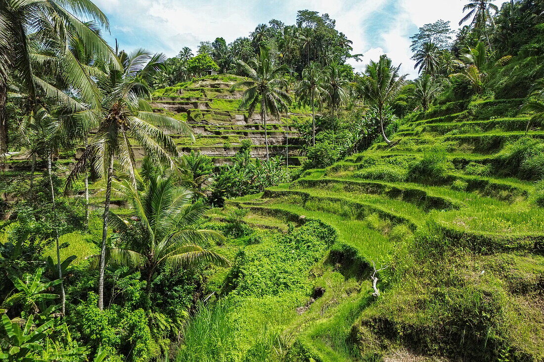  Aerial view of Tegallalang rice terrace with coconut trees, Tegallalang, Gianyar, Bali, Indonesia 