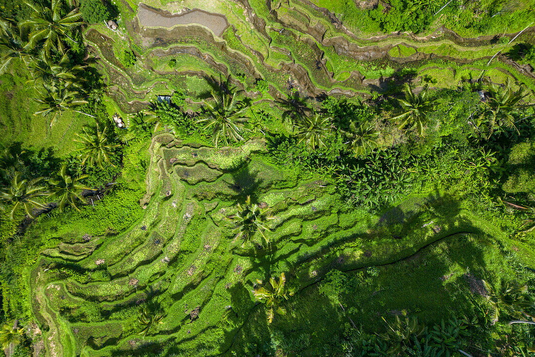  Aerial view of Tegallalang rice terrace with coconut trees, Tegallalang, Gianyar, Bali, Indonesia 