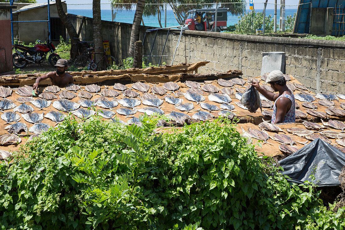 Männer trocknen Fisch an der Küste in der Nähe von Galle, Sri Lanka, Asien