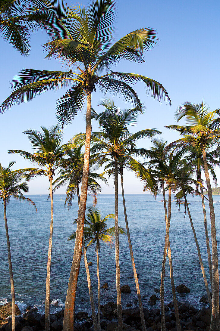 Tropische Landschaft mit Palmen auf einem Hügel am blauen Meer, Mirissa, Sri Lanka, Asien
